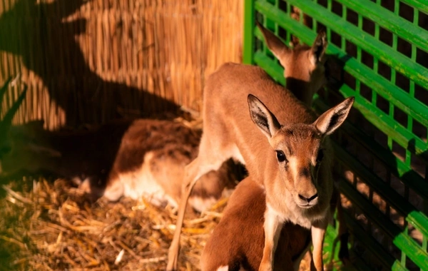 Leyla Əliyeva və Arzu Əliyeva Qaxda Axar-Baxar Milli Parkının açılış mərasimində iştirak ediblər Leyla Əliyeva və Arzu Əliyeva Qaxda Axar-Baxar Milli Parkının açılış mərasimində iştirak ediblər