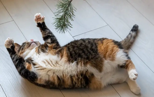 August 8 — World Cat Day: how the four-legged rule the world