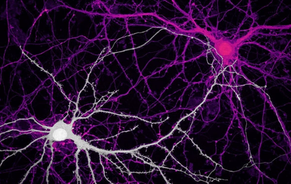 Scientists have identified hidden neural connections in the human brain for the first time