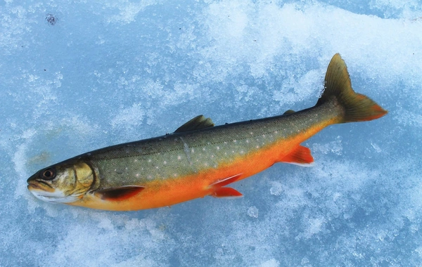 Scientists have found a golden fish - Much healthier than salmon itself