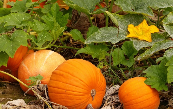 Nutritionists named 5 most beneficial autumn foods