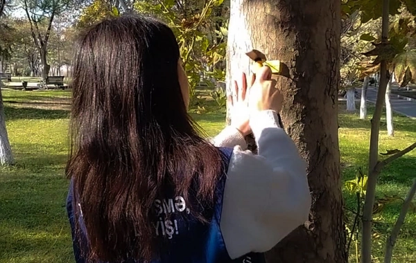 Naxçıvanda ağacların nömrələnməsinə başlanılıb