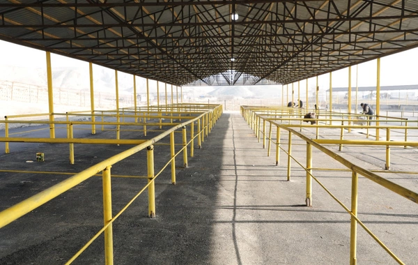 Daha bir rayonda heyvan satışı bazarı yaxın günlərdə açılacaq - RƏSMİ