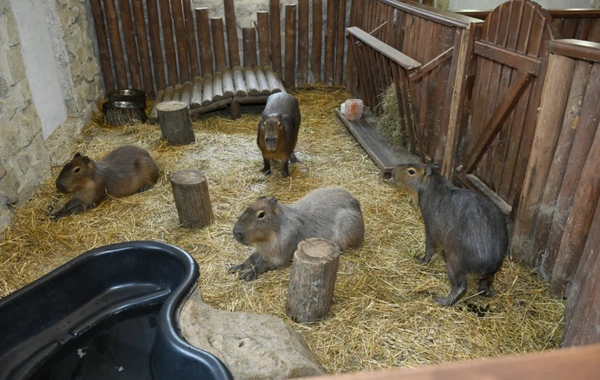 Leyla Əliyeva Şamaxıda "Capybara Azerbaijan" fermasında olub