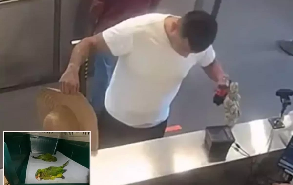 Kişinin alt paltarında gizlədilmiş iki nadir tutuquşu aşkar etdilər