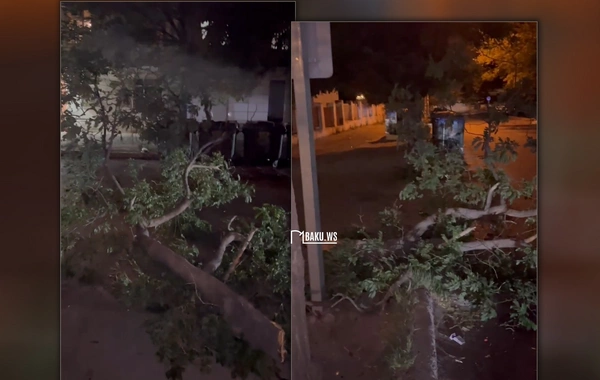 Güclü külək Bakıda 16 ağacı aşırıb