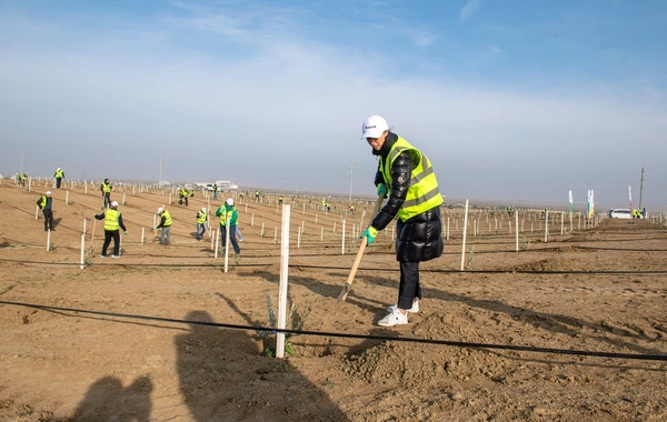 "SOCAR Midstream" ağacəkmə aksiyası keçirib