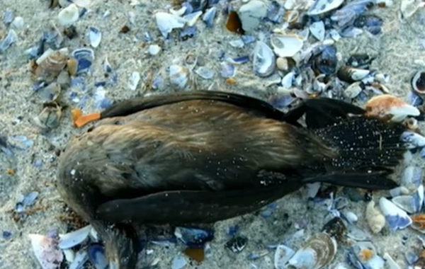 Xəzərin sahilində quşların kütləvi tələfatının səbəbi açıqlandı