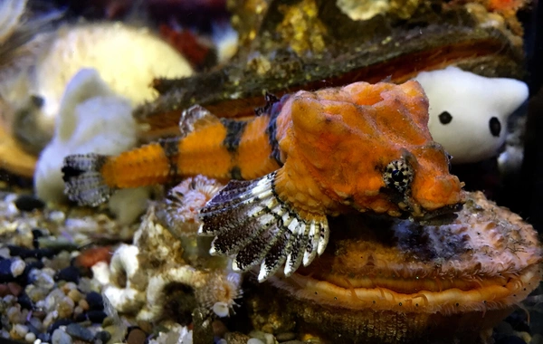 Ученые показали рыбу, которая использует свою голову как барабан