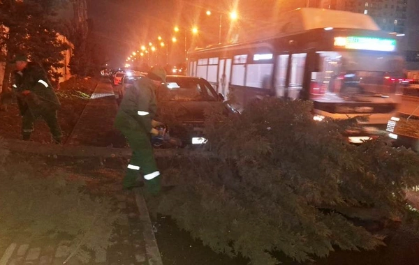 Bakıda güclü külək 78 ağacı aşırdı, 40 ağacın budaqları qırıldı