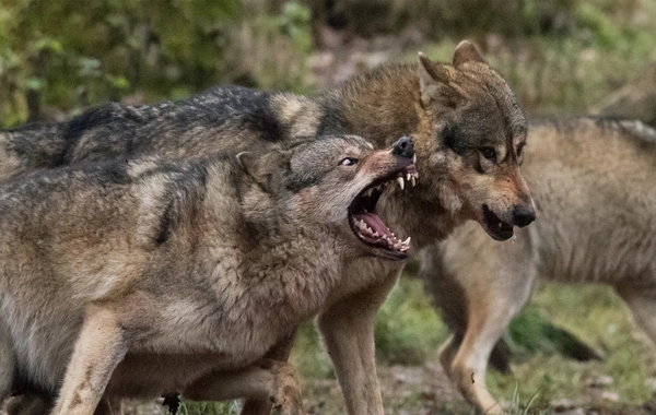 İmişlidə canavarlar kəndə hücum ediblər