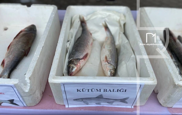 Neftçalada rayonunda "I Balıq" Festivalı keçirilib