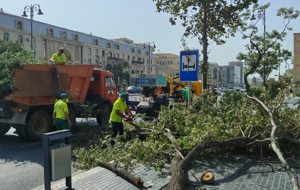 Bakıda güclü külək 7 ağacı aşırıb, 22 budağı sındırıb