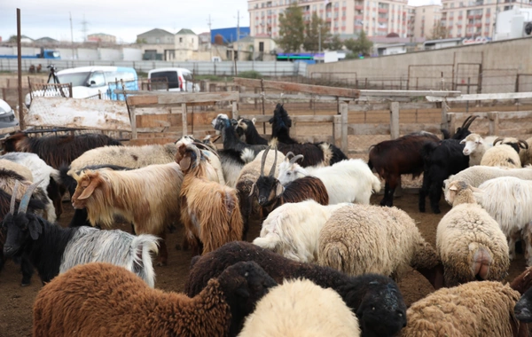Heyvanların daşınmasına dair yeni tələblərlə bağlı rəsmi AÇIQLAMA