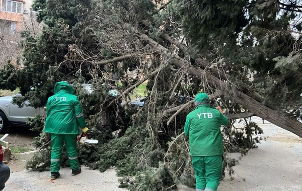 Güclü külək Bakıda 37 ağacı sındırıb
