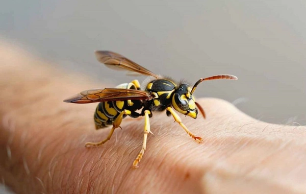 Şəhidin qardaşı arı sancması nəticəsində ölüb - TƏFƏRRÜAT