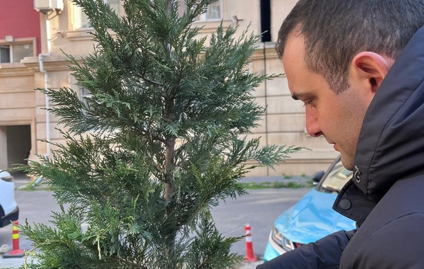 Kəsilmiş ağacın əvəzinə yeni ağac əkilib və üzərinə identifikasiya etiketi vurulub