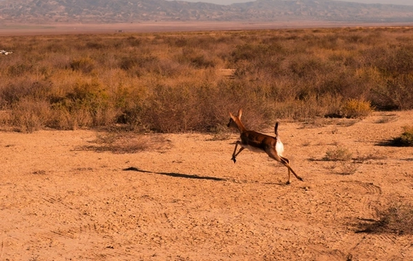 Leyla Əliyeva və Arzu Əliyeva Qaxda Axar-Baxar Milli Parkının açılış mərasimində iştirak ediblər Leyla Əliyeva və Arzu Əliyeva Qaxda Axar-Baxar Milli Parkının açılış mərasimində iştirak ediblər