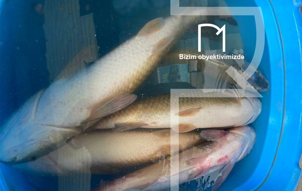 Ət əvəzinə hamı balıq alır - Bazarda SON QİYMƏTLƏR