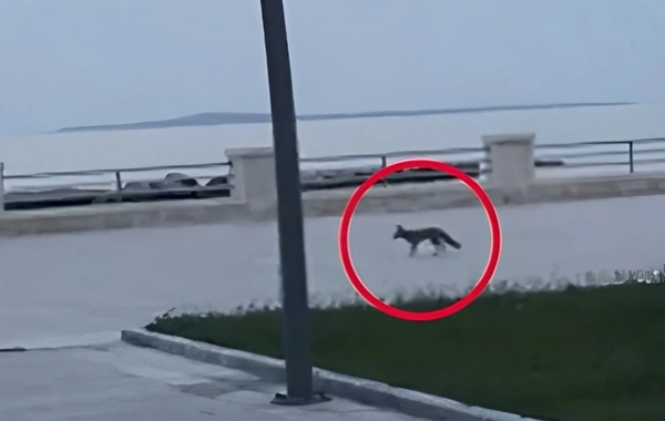 Жители Баку встревожены увиденным на бульваре