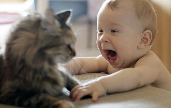 Azərbaycanda təsirli hadisə - Pişik uşağı ölümdən xilas etdi