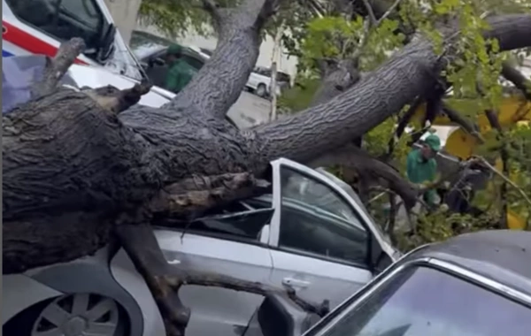 Bakıda ağac avtomobilin üzərinə aşdı