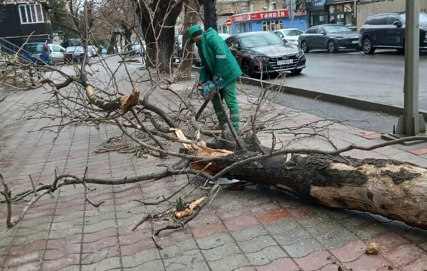 Güclü külək Bakıda 37 ağacı sındırıb