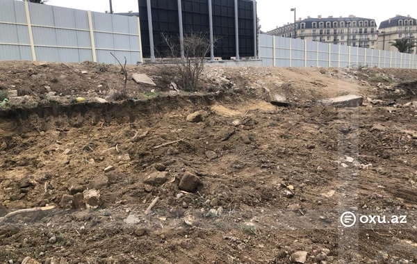 Bakının Ağ Şəhər ərazisində kütləvi ağac kəsimi: Saxlanılanlar var