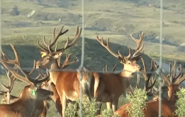 Qafqazın unikal safari-parkı - Şamaxıda təbiətin möcüzəsi