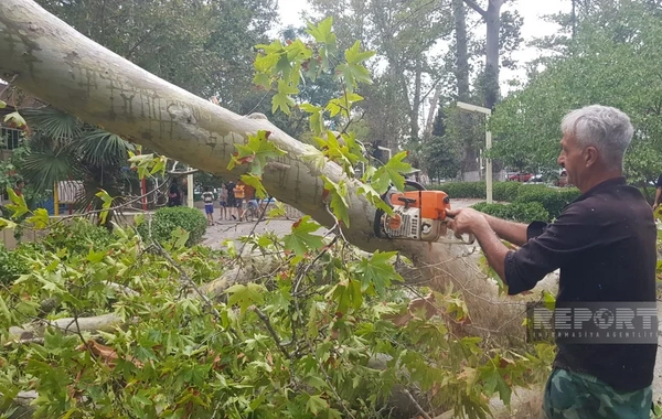 Göyçayda güclü külək ağacları aşırıb, elektrik enerjisinin verilişində fasilələr yaranıb