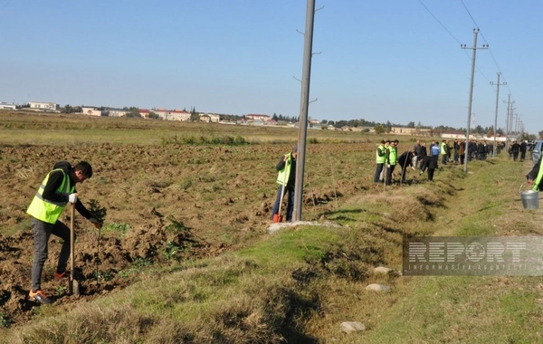 Yaşıl dünya naminə həmrəylik ili çərçivəsində Biləsuvarda 16 minə yaxın ağac əkilib