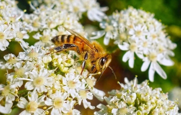 Amazon arıları dünyada qanuni hüquqları olan ilk həşərat oldular