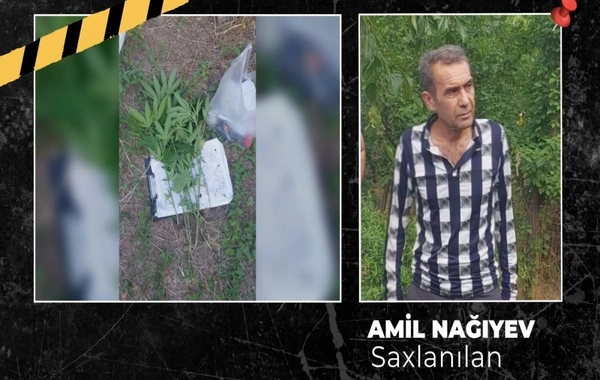 Ağsuda çətənə kolu yetişdirən şəxs həbs olunub