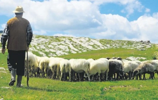 Həbs edilən fermerin təsərrüfatını talayan çobanla bağlı yeni hökm
