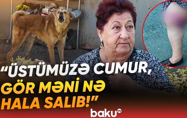 Əhali dəhşət içində: Sahibsiz itlər 75 yaşlı qadını dişləyib