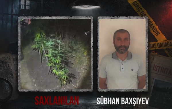 Ağsuda narkotik plantasiyası aşkar edildi