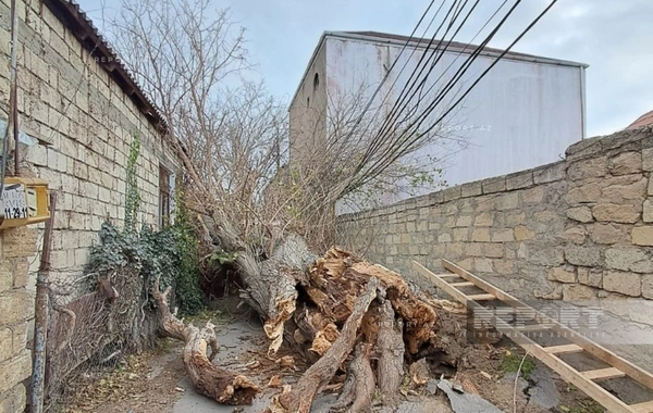 Сильный ветер в Баку повалил дерево на высоковольтную ЛЭП