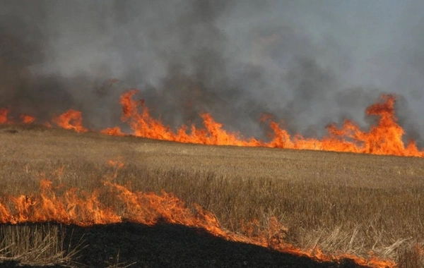 Prezident əkin yerinin yandırılması ilə bağlı yeni cərimələri təsdiqləyib