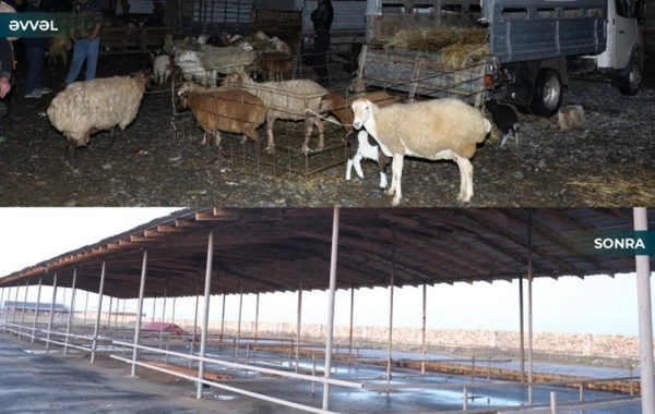 Biləsuvarda heyvan bazarı yenidən fəaliyyətə başlayıb