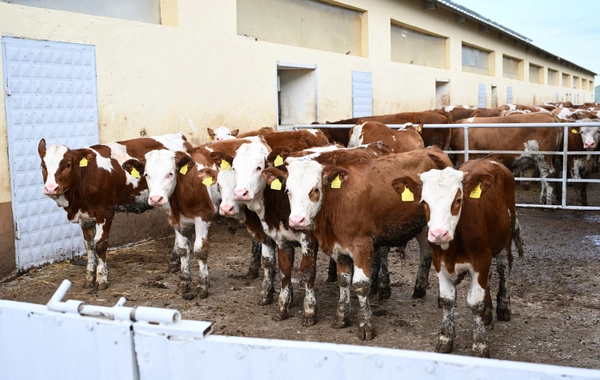 Xocalıda "Qoç Ət"in heyvandarlıq kompleksi ilə tanışlıq olub