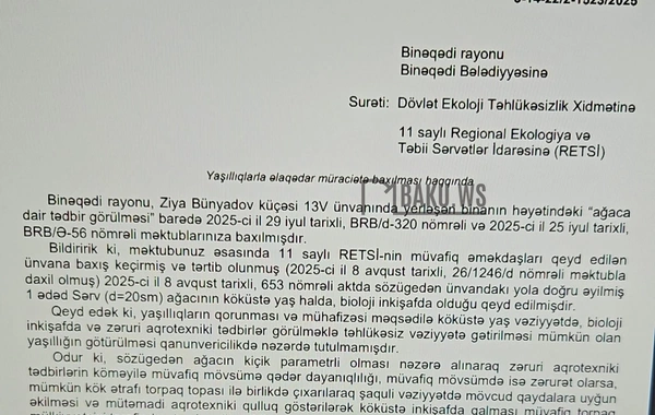 Bakının mərkəzində 6 aydır təhlükə saçan AĞAC: - Rəy verilib, tədbir görən yoxdur