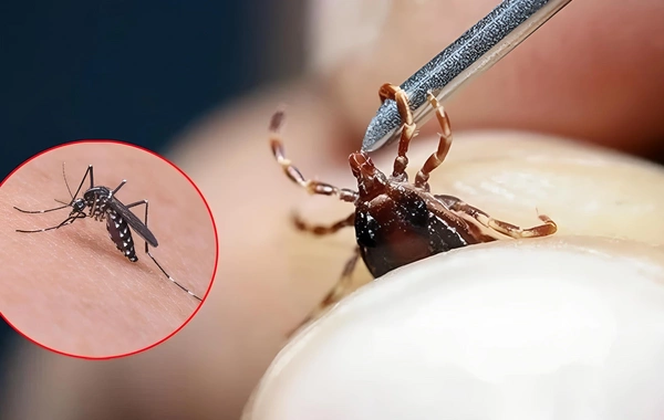 Mütəxəssislərdən ağcaqanad və gənə xəbərdarlığı: Xəstəlik riski artır
