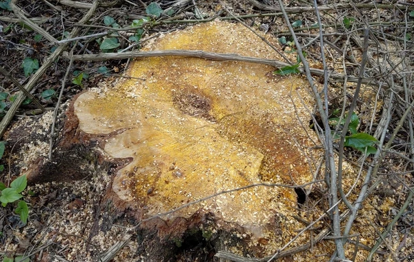 Qanunsuz ağac kəsən 3 nəfər saxlanılıb