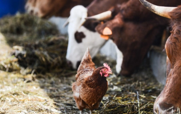 В Азербайджане введены ограничения на импорт мяса из ряда стран