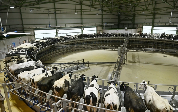 Prezident İlham Əliyev Şamaxıda "Şirvan Aqro" heyvandarlıq kompleksinin açılışında iştirak edib