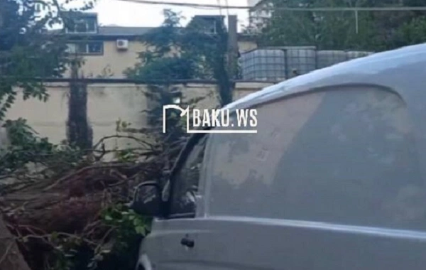 Bakıda ağac aşdı, 8 maşın əzildi