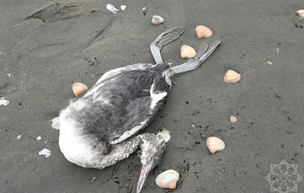 На побережье Каспия в Хачмазе погибли тысячи поганок