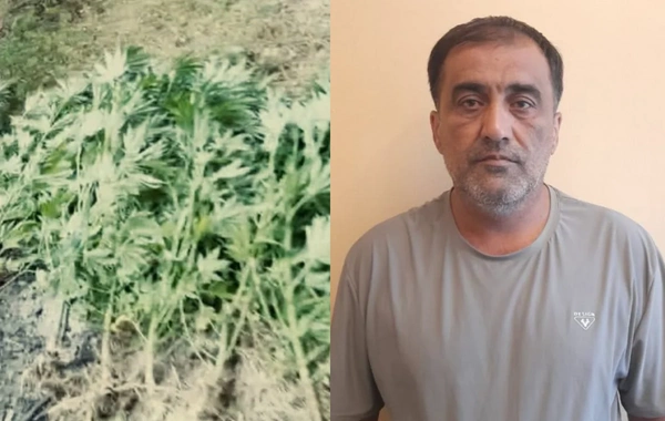 Göyçayda həyətində çətənə kolu yetişdirən şəxs tutulub
