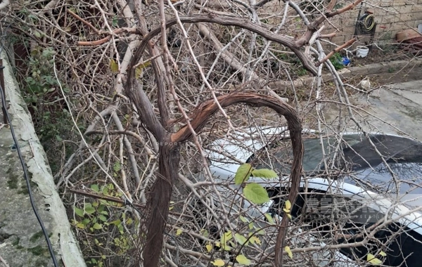 Сильный ветер в Баку повалил дерево на высоковольтную ЛЭП