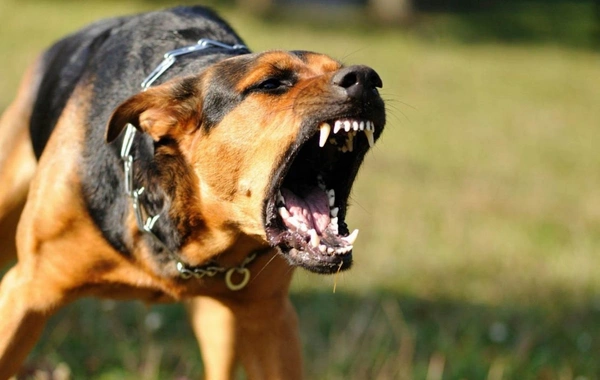 В Азербайджане пастушья собака загрызла 83-летнего мужчину